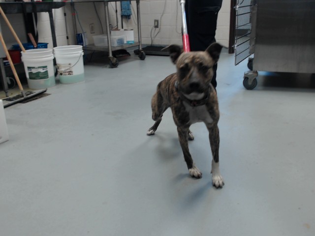 Shelter Stray Male Dog last seen Near BLOCK SEEKER ST, HOPE MILLS NC 28348, 4704 Corporation Dr, Fayetteville, NC 28306, USA
