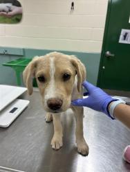 Shelter Stray Female Dog last seen Near BLOCK OLINGHOUSE RD, WADSWORTH NV 89442, 2825 Longley Ln Suite A, Reno, NV 89502, USA