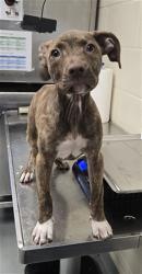 Shelter Stray Female Dog last seen Near BLOCK GOLFVIEW RD, HOPE MILLS NC 28348, 4704 Corporation Dr, Fayetteville, NC 28306, USA