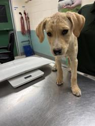 Shelter Stray Female Dog last seen Near BLOCK OLINGHOUSE RD, WADSWORTH NV 89442, 2825 Longley Ln Suite A, Reno, NV 89502, USA