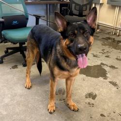 Shelter Stray Male Dog last seen , 600 Aviation Dr, Camarillo, CA 93010, USA