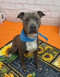 Shelter Stray Male Dog last seen Near BLOCK W MCNICHOLS RD, DETROIT MI 48219, 7401 Chrysler Dr, Detroit, MI 48211, USA