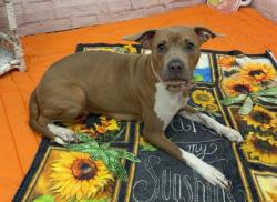 Shelter Stray Female Dog last seen Near BLOCK W MCNICHOLS RD, DETROIT MI 48219, 7401 Chrysler Dr, Detroit, MI 48211, USA