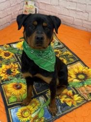Shelter Stray Male Dog last seen Near BLOCK W PARKWAY ST, DETROIT MI 48219, 7401 Chrysler Dr, Detroit, MI 48211, USA