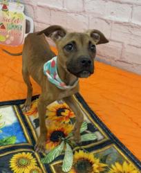 Shelter Stray Female Dog last seen Near BLOCK MONICA ST, DETROIT MI 48221, 7401 Chrysler Dr, Detroit, MI 48211, USA