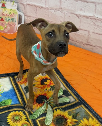 Shelter Stray Female Dog last seen Near BLOCK MONICA ST, DETROIT MI 48221, 7401 Chrysler Dr, Detroit, MI 48211, USA