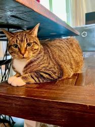 Lost Female Cat last seen Idlewylde- St Albans, Overbrook Rd, Limit Ave., Towson, MD 21239