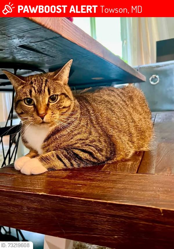 Lost Female Cat last seen Idlewylde- St Albans, Overbrook Rd, Limit Ave., Towson, MD 21239