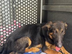 Shelter Stray Male Dog last seen , 11258 Garfield Ave, Downey, CA 90242, USA