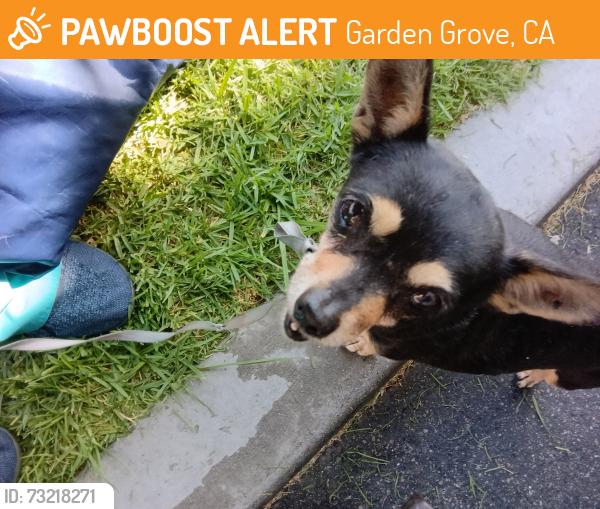 Found/Stray Female Dog last seen Beach & chapman, Garden Grove, CA 92840