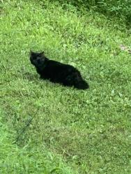 Found/Stray Unknown Cat last seen 2 miles from Fort Hunter, Dauphin County, PA 17112