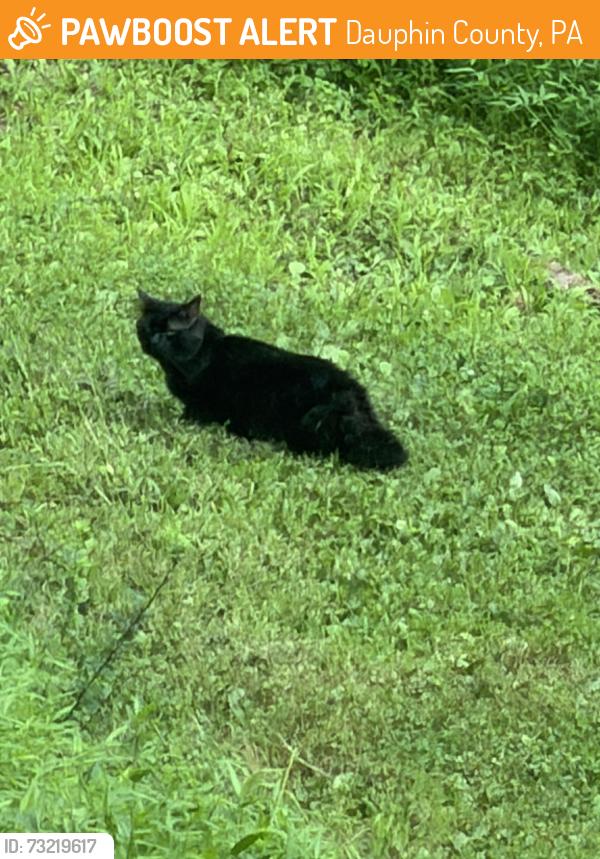 Found/Stray Unknown Cat last seen 2 miles from Fort Hunter, Dauphin County, PA 17112