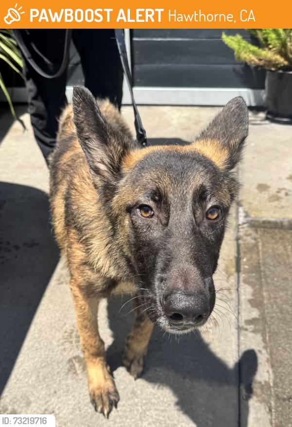 Found/Stray Male Dog last seen Near W 120th St, Hawthorne, CA 90250