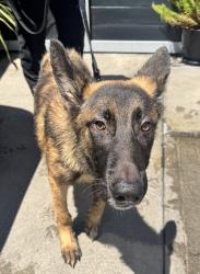 Found/Stray Male Dog last seen Near W 120th St, Hawthorne, CA 90250
