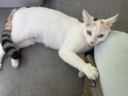 Lost Female Cat last seen reservoir st, Los Angeles, CA 90026