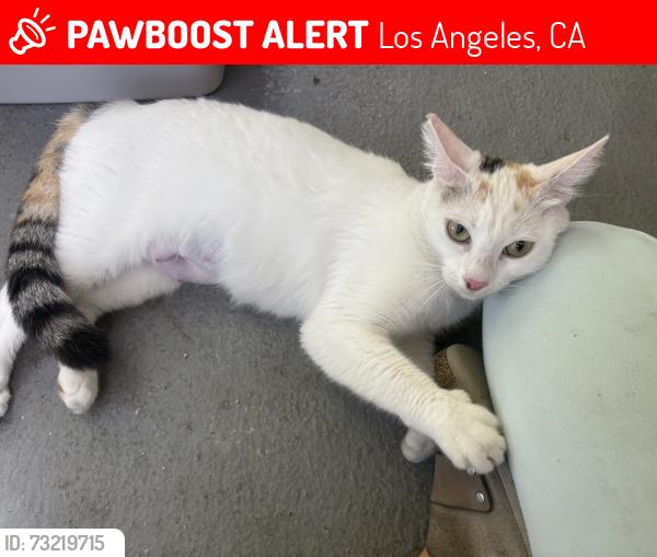 Lost Female Cat last seen reservoir st, Los Angeles, CA 90026