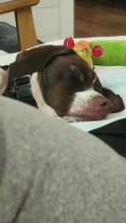 Reunited Male Dog last seen Near swiftwater road along the river, Dahlonega, GA 30533