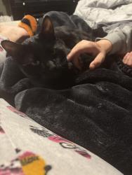 Lost Male Cat last seen Garden city and mcalpine, Mattydale, NY 13211