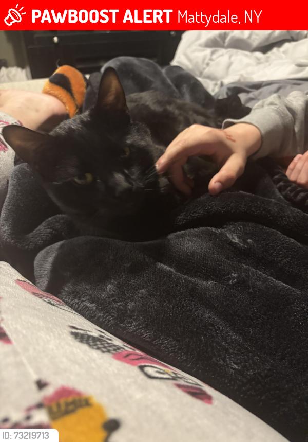 Lost Male Cat last seen Garden city and mcalpine, Mattydale, NY 13211
