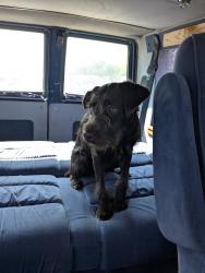 Found/Stray Female Dog last seen 20th St & 23rd Ave, Rockford, IL 61104