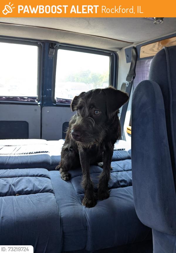Found/Stray Female Dog last seen 20th St & 23rd Ave, Rockford, IL 61104