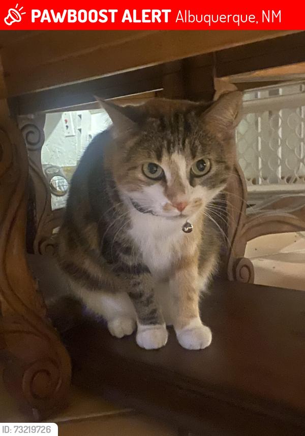 Lost Female Cat last seen 12th and candleria, Albuquerque, NM 87107