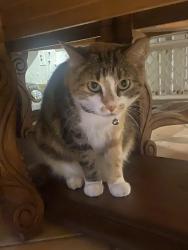 Lost Female Cat last seen 12th and candleria, Albuquerque, NM 87107