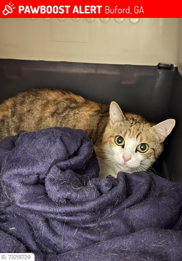 Lost Female Cat last seen Gravel springs rd, Buford, GA 30519