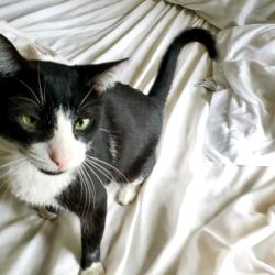 Reunited Male Cat last seen Upland and Haversham, Alexandria, VA 22310