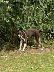 Found/Stray Unknown Dog last seen Wickersham dr, Porter, TX 77365
