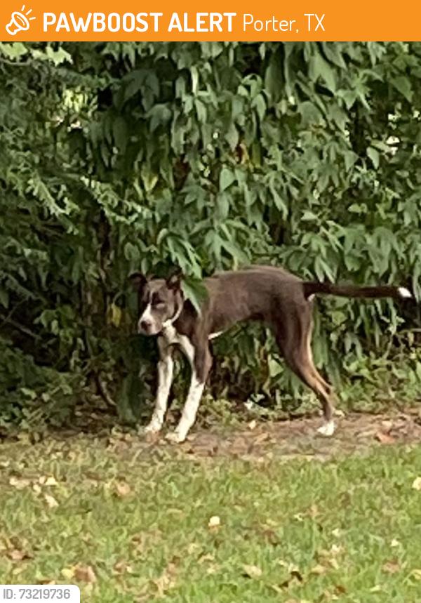 Found/Stray Unknown Dog last seen Wickersham dr, Porter, TX 77365