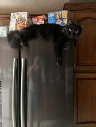 Reunited Male Cat last seen Last seen near Anjul Drive in Mableton, just off of Floyd Road. Firefighters let him out when my brother was being taken to the hosp., Mableton, GA 30126