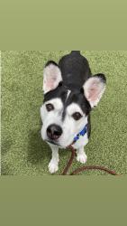 Reunited Male Dog last seen Ulmerton road, Largo, FL 33771