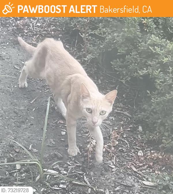 Found/Stray Unknown Cat last seen Near Park Square Dr, Bakersfield, CA 93311