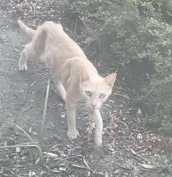 Found/Stray Unknown Cat last seen Near Park Square Dr, Bakersfield, CA 93311