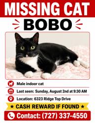 Reunited Male Cat last seen Near Ridge Top Dr. New Port Richey, FL 34655, New Port Richey, FL 34655