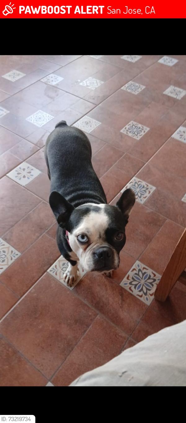 Lost Female Dog last seen Costco 2201 Senter Rd San Jose, CA 95112 United States, San Jose, CA 95112