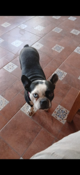 Lost Female Dog last seen Costco 2201 Senter Rd San Jose, CA 95112 United States, San Jose, CA 95112