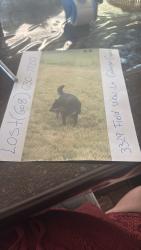 Lost Female Dog last seen Near pike drive apt 1 Fitchburg, Cottage Grove, WI 53527