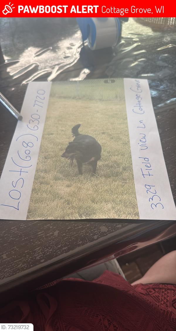 Lost Female Dog last seen Near pike drive apt 1 Fitchburg, Cottage Grove, WI 53527