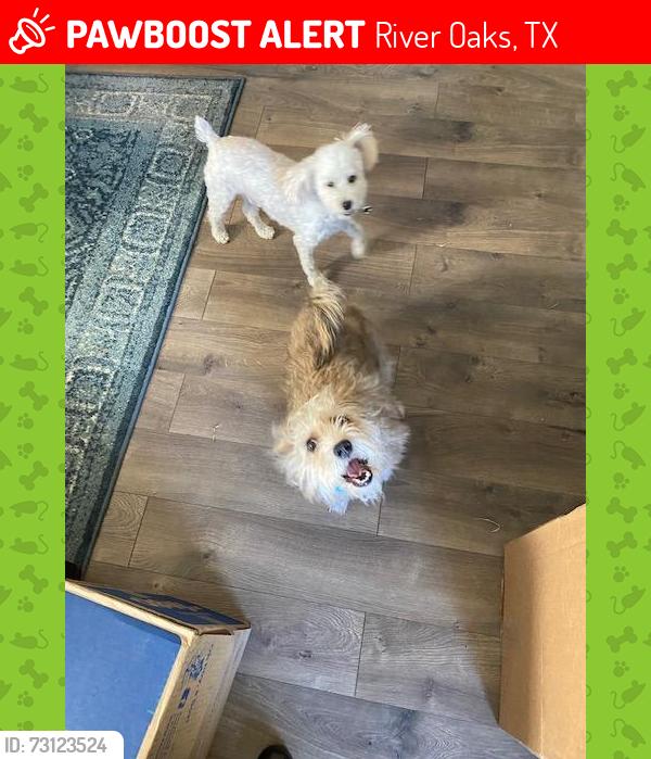 Lost Male Dog last seen Kessler and Glenwick, River Oaks, TX 76114