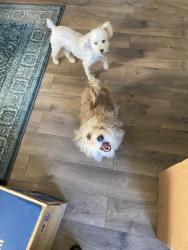 Lost Male Dog last seen Kessler and Glenwick, River Oaks, TX 76114