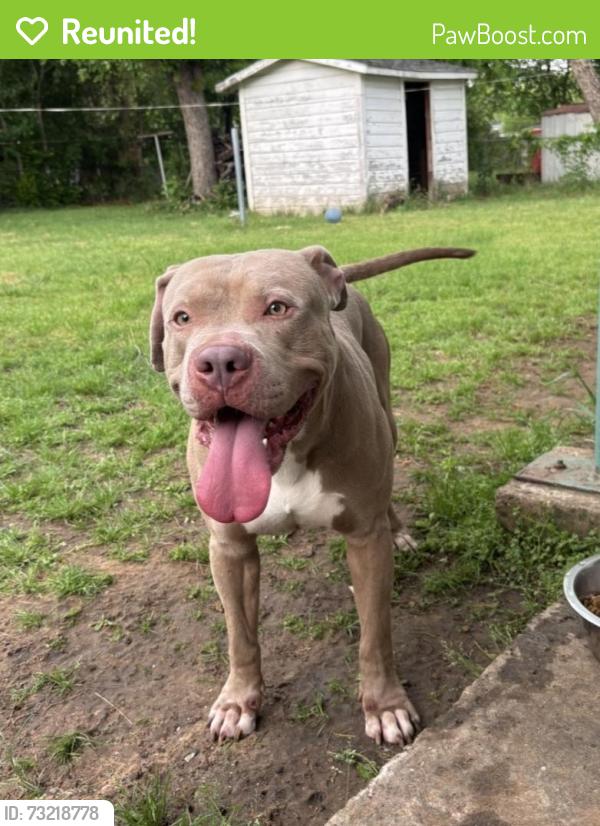 Reunited Male Dog last seen Newman Dr, Haltom City, TX 76117