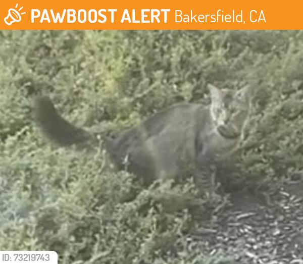 Found/Stray Unknown Cat last seen Near Park Square Dr, Bakersfield, CA 93311