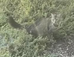 Found/Stray Unknown Cat last seen Near Park Square Dr, Bakersfield, CA 93311