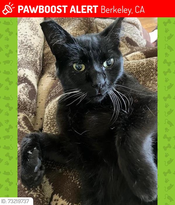 Lost Female Cat last seen Nielson and San Lorenzo, Berkeley, CA 94707