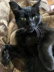Lost Female Cat last seen Nielson and San Lorenzo, Berkeley, CA 94707