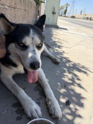 Found/Stray Female Dog last seen Arrow hwy and Maine Ave, Baldwin Park, CA 91706