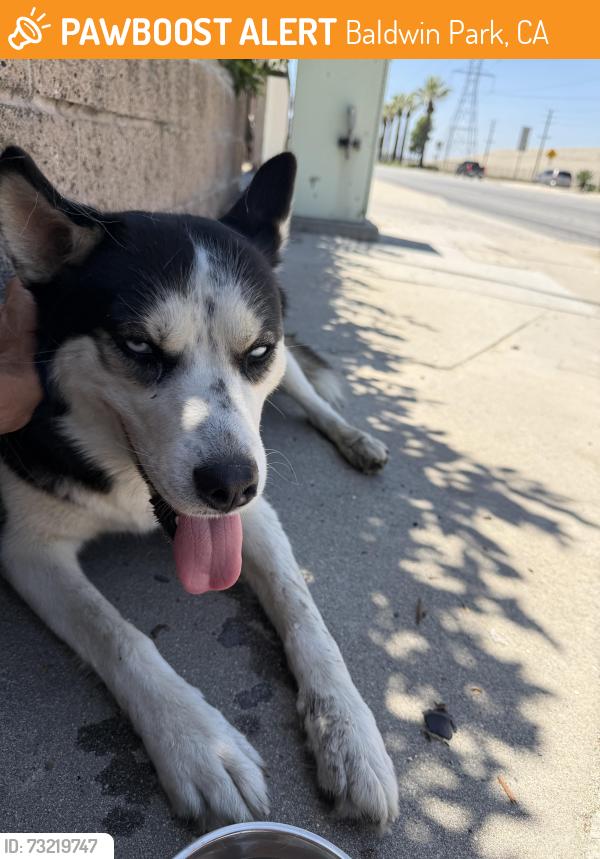 Found/Stray Female Dog last seen Arrow hwy and Maine Ave, Baldwin Park, CA 91706
