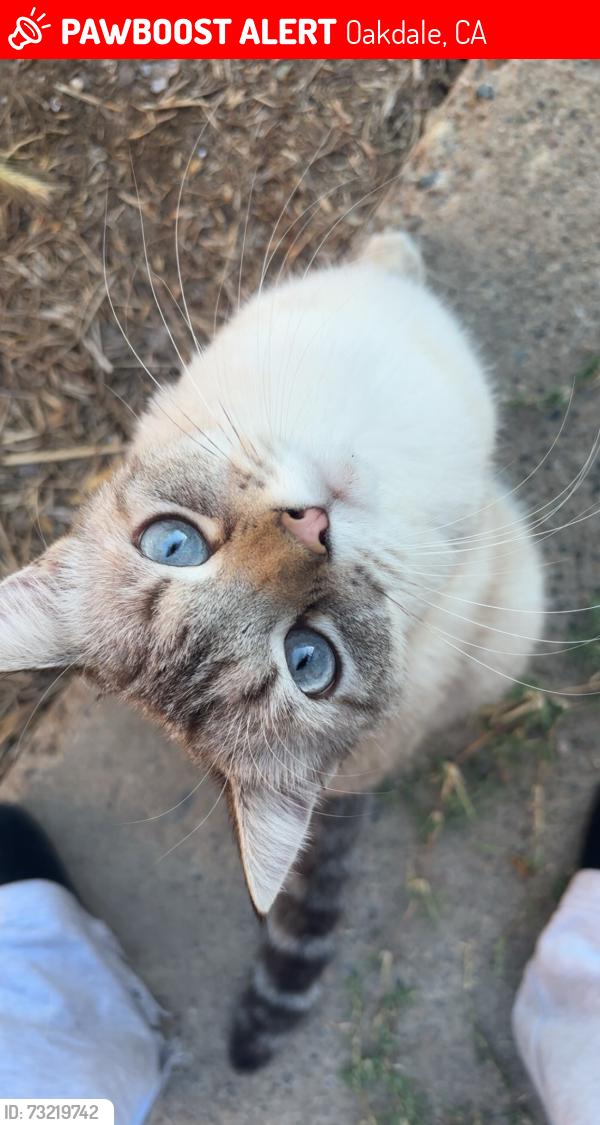 Lost Female Cat last seen Backwoods, Oakdale, CA 95361